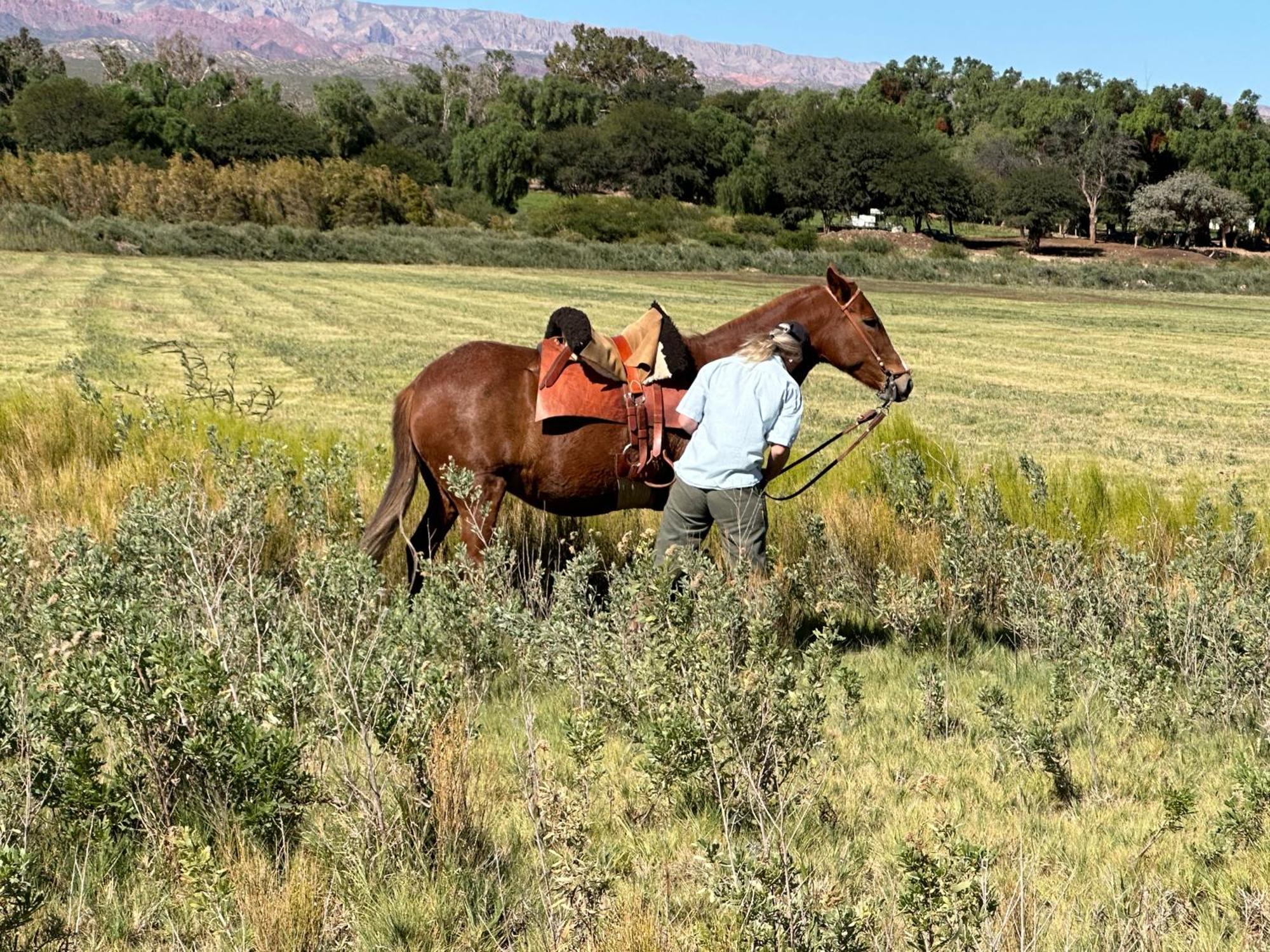 Estancia Banda Grande - Horse & Hiking Safaris 莫利诺斯 外观 照片