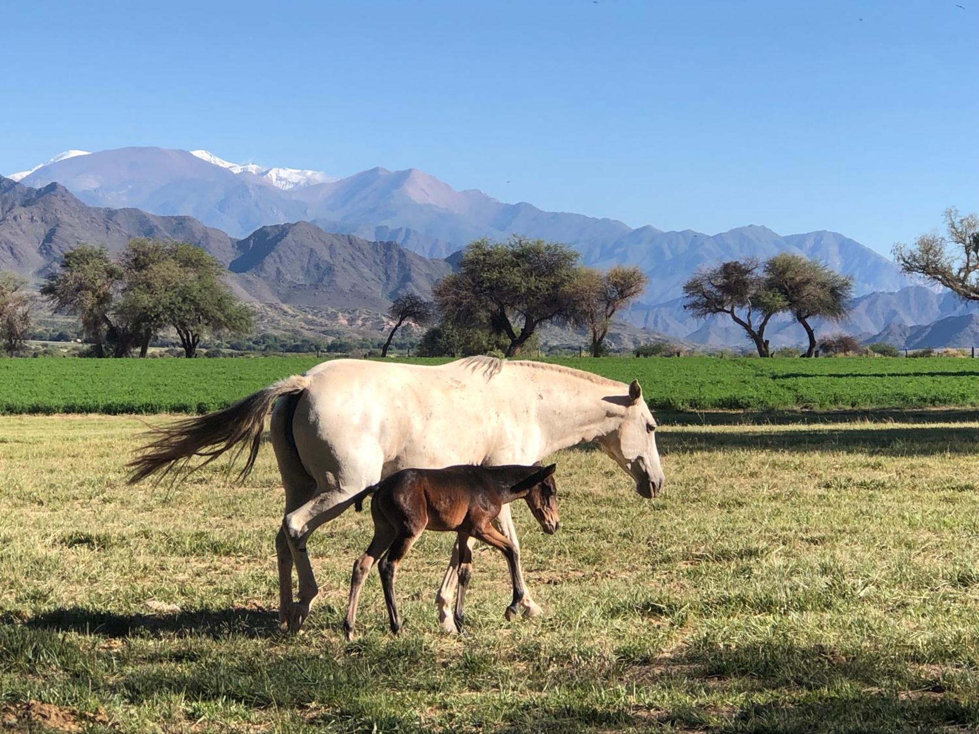 Estancia Banda Grande - Horse & Hiking Safaris 莫利诺斯 外观 照片