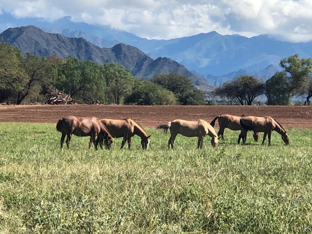 Estancia Banda Grande - Horse & Hiking Safaris 莫利诺斯 外观 照片